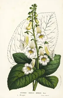 Tree gloxinia, Smithiantha amabilis