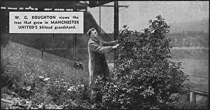 Growth Prints: Tree growing in damaged stand at Manchester United