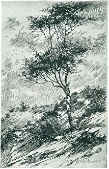 Perches Prints: Tree in a Gusty Wind