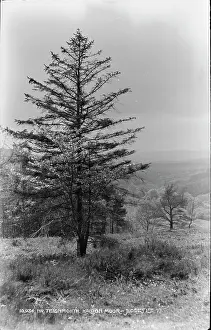 Teignmouth Prints: Tree at Haldon Moor
