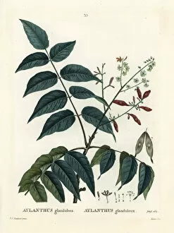 Arbustes Gallery: Tree of heaven, ailanthus or chouchun, Ailanthus altissima