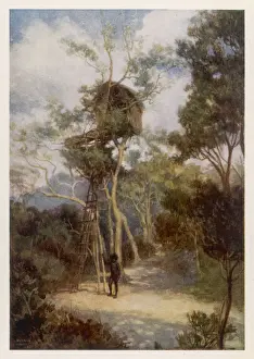 Tree House Prints: Tree House in New Guinea