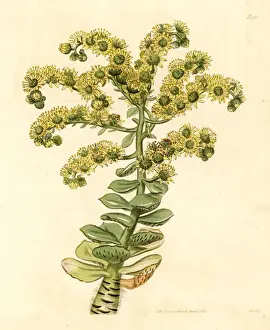 Sempervivum Prints: Tree houseleek, Aeonium smithii