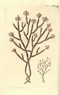 Tree hydroid, Eudendrium ramosum