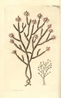 Twisted Prints: Tree hydroid, Eudendrium ramosum