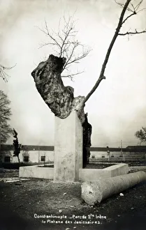 Irene Collection: Tree of the Janissaries - Park by St Irene, Istanbul, Turkey