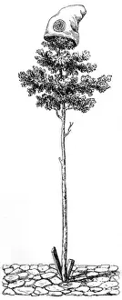 Surmounted Prints: Tree of Liberty