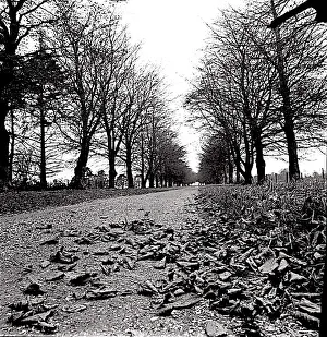 Bertrand Prints: Tree-lined approach to Telegraph House