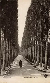 Prewar Collection: Tree-lined Avenue Sully, France
