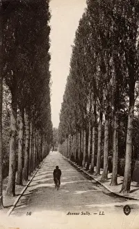 Sully Prints: Tree-lined Avenue Sully, France