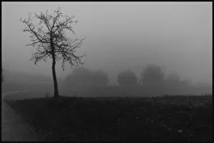 Images Dated 22nd November 2013: Tree in the mist Tuscany Italy