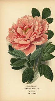 Gardening Prints: Tree peony, Paeonia moutan