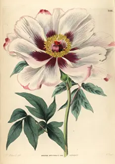 Tree peony, Paeonia officinalis