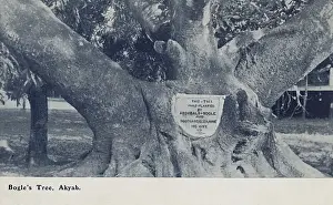 Tree planted by Archibald Bogle and his wife - Myanmar