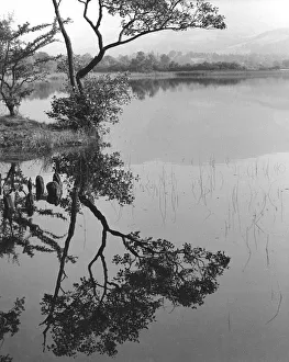 Images Dated 30th October 2019: Tree and reflection, Derwentwater, Lake District, Cumbria