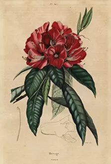Arboreum Gallery: Tree rhododendron, Rhododendron arboreum