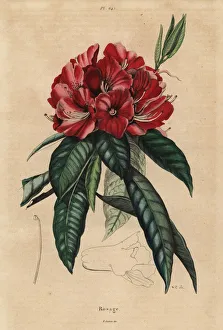 Arboreum Gallery: Tree rhododendron, Rhododendron arboreum