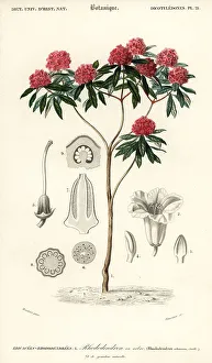 Tree rhododendron, Rhododendron arboreum