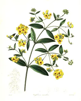 Scandens Prints: Tree shaggy pea or climbing oxylobium, Oxylobium scandens