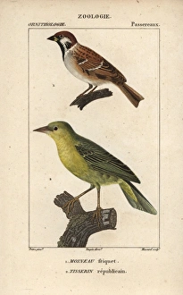 Sparrow Gallery: Tree sparrow, Passer montanus, and village