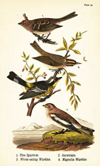 Warren Gallery: Tree sparrow, snow bunting, worm-eating warbler