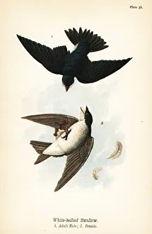 Cedar Prints: Tree swallow, Tachycineta bicolor