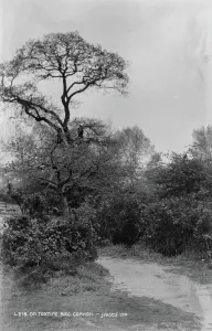 Solitary Prints: Tree on Tooting Bec Common
