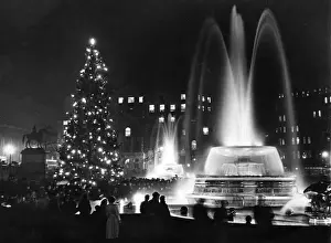 Tree in Trafalgar Square