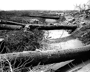 Footbridge Prints: Tree trunks cut by Germans, Western Front, WW1