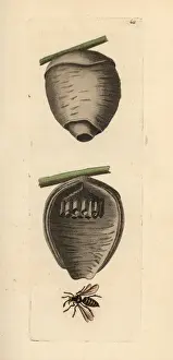 Wasp Prints: Tree wasp, Dolichovespula sylvestris
