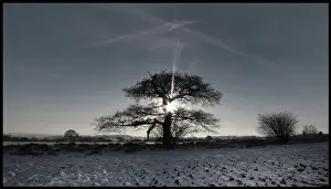Tree in winter field sunrise