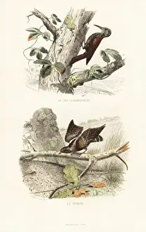 Edouardtravies Prints: Treecreeper and wryneck