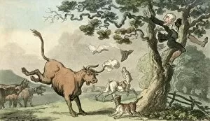 Images Dated 29th September 2011: Treed by a Bull