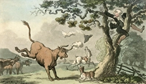 Images Dated 29th September 2011: Treed by a Bull