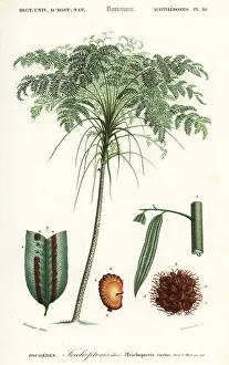Treefern, Cyathea species