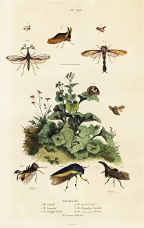 Adolph Fries Prints: Treehoppers