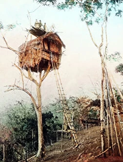 Missionary Collection: Treehouse, Papua New Guinea, Victorian period
