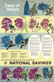 Images Dated 21st May 2012: Trees of Britain