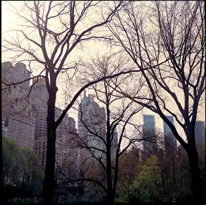 Trees Central Park plus buildings New York