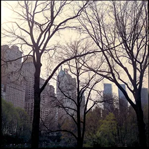 Trees Central Park plus buildings, New York, USA