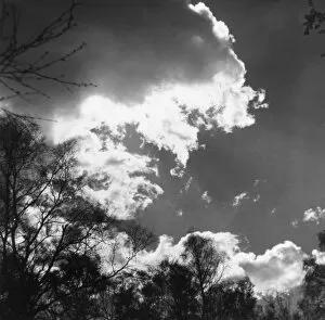Images Dated 28th March 2011: Trees and Clouds