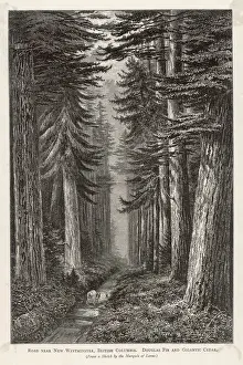Cedar Prints: TREES / DOUGLAS FIR