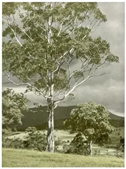 Trees / Eucalyptus Regnans