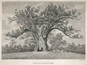 Epping Prints: Trees / Fairlop Oak