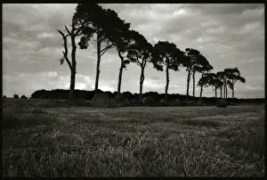 Trees and field landscape Normany