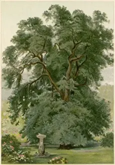 Trees / Holm Oak / Chromo