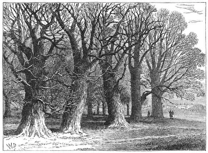 Trees in Hyde Park