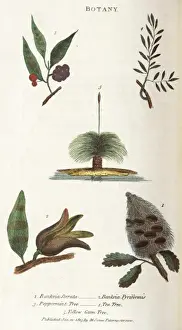 Trees of New South Wales