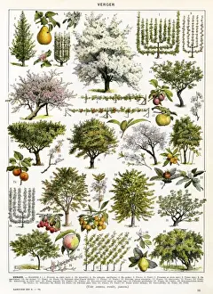 Trees / Orchard Trees