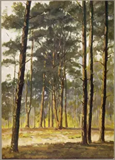 TREES / PINE